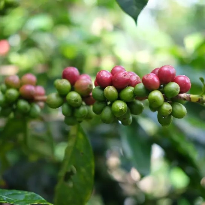 LAS PALOMAS
